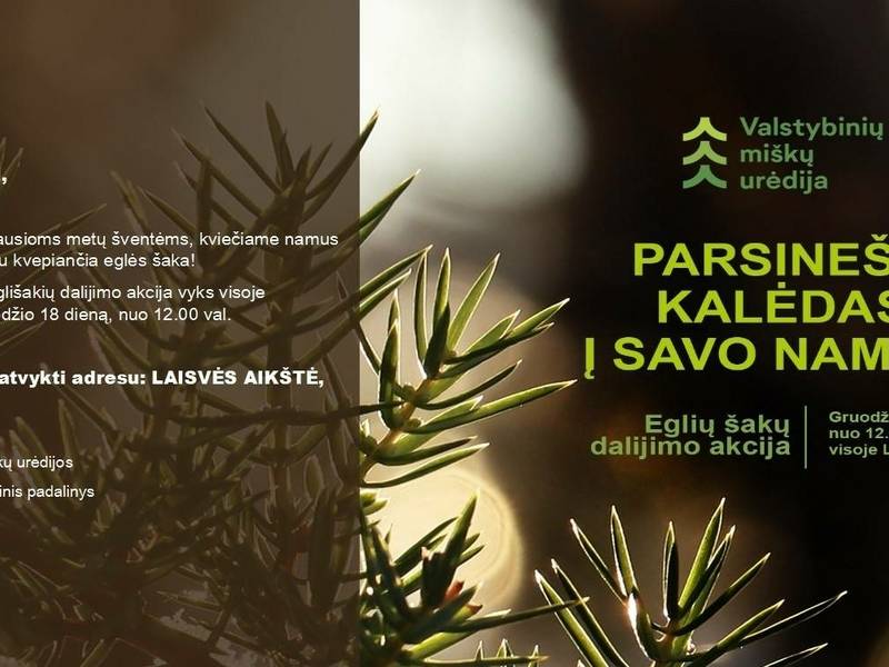 Fir branch distribution campaign