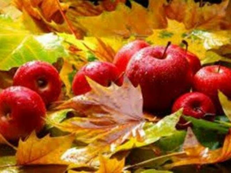 Традиционный осенний фестиваль «Осенний Суктинис 2024»