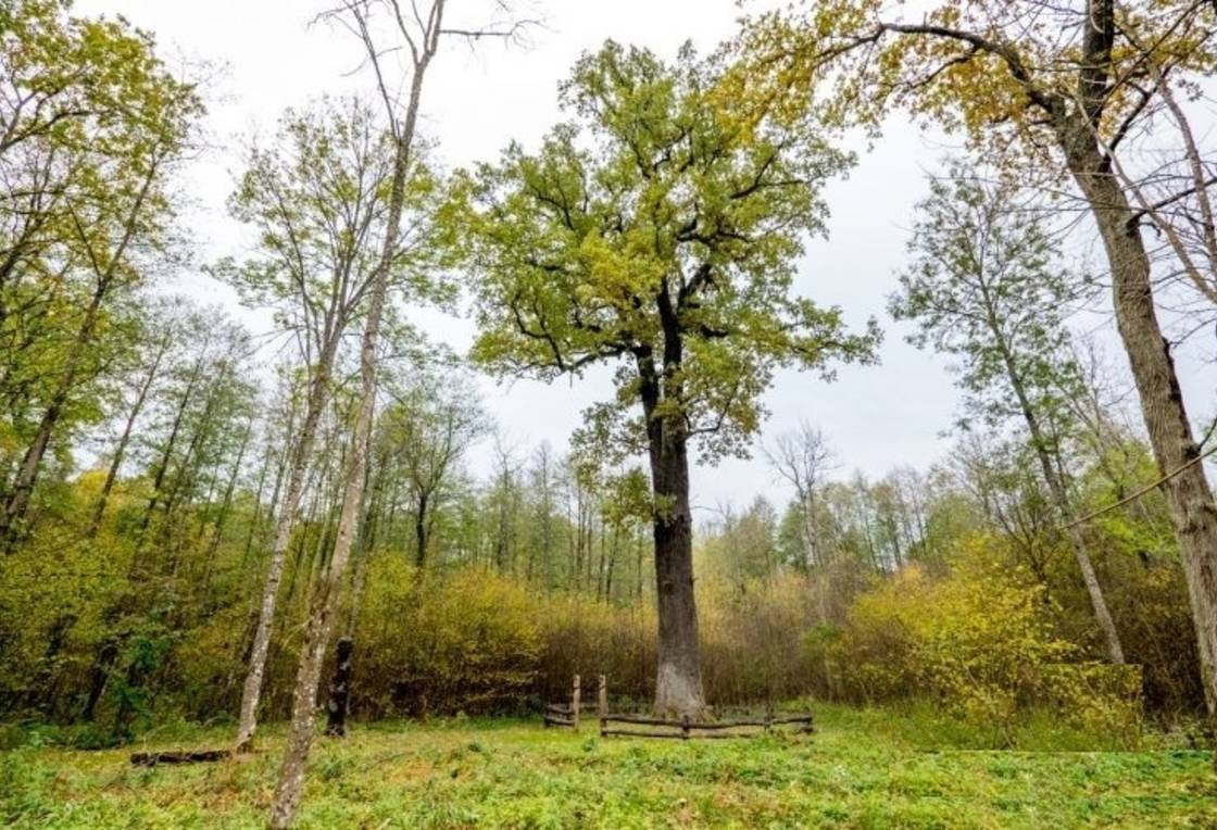 Gojaus ąžuolas - stambiausias Lietuvoje medis